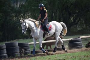 Work Rides At Golden Trot Equestrian Centre