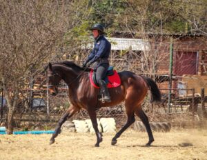 Work Rides At Golden Trot Equestrian Centre