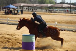 Work Rides At Golden Trot Equestrian Centre